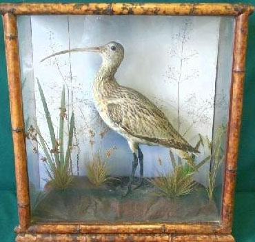 bamboocurlew[1].JPG